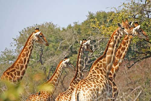 Fotos de jirafas, esos esbeltos animales