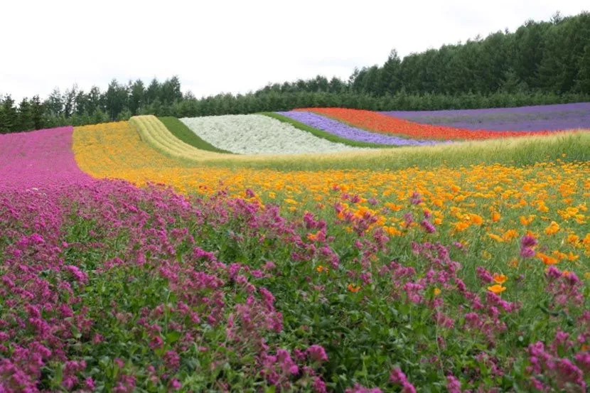 Imagenes de campos con flores - Imagui