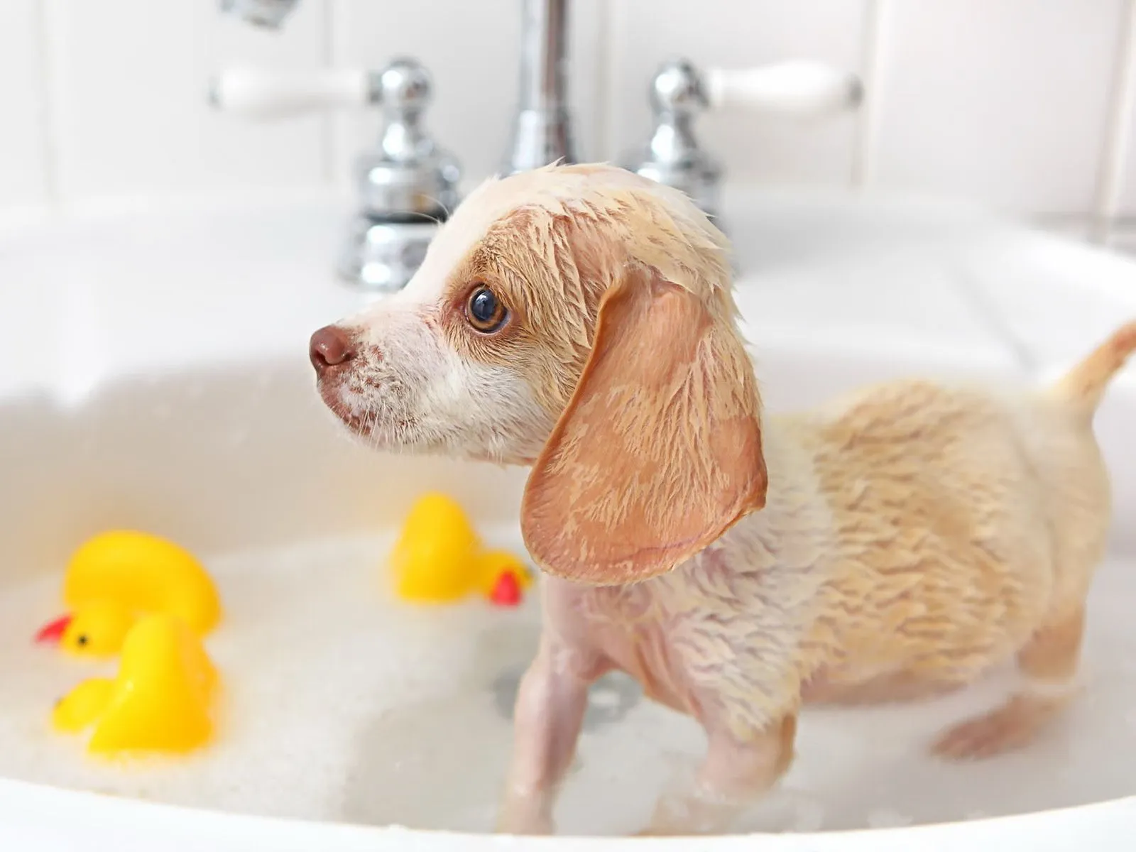 Fotos de lindo perrito bañandose ~ Mejores Fotos del Mundo ...