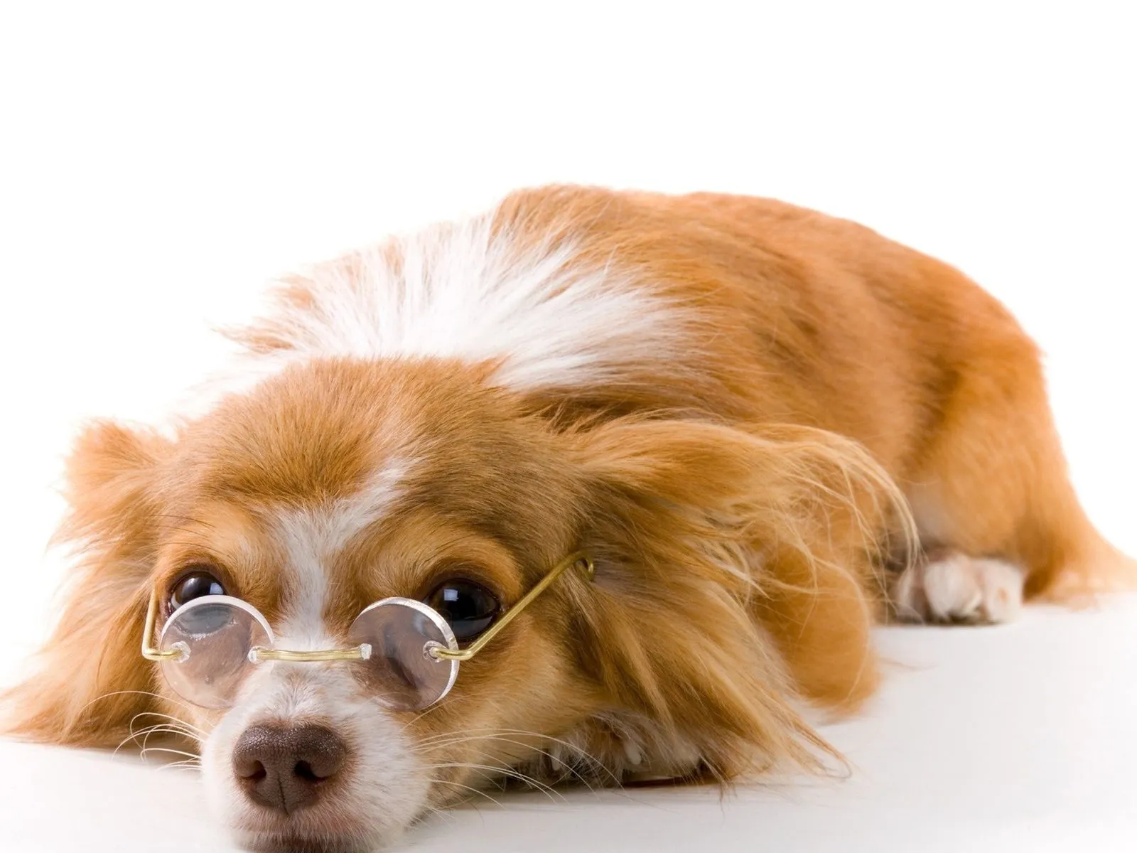 Fotos de lindo perrito con lentes ~ Mejores Fotos del Mundo ... Fotos de lindo perrito con lentes ~ Mejores Fotos del Mundo ...