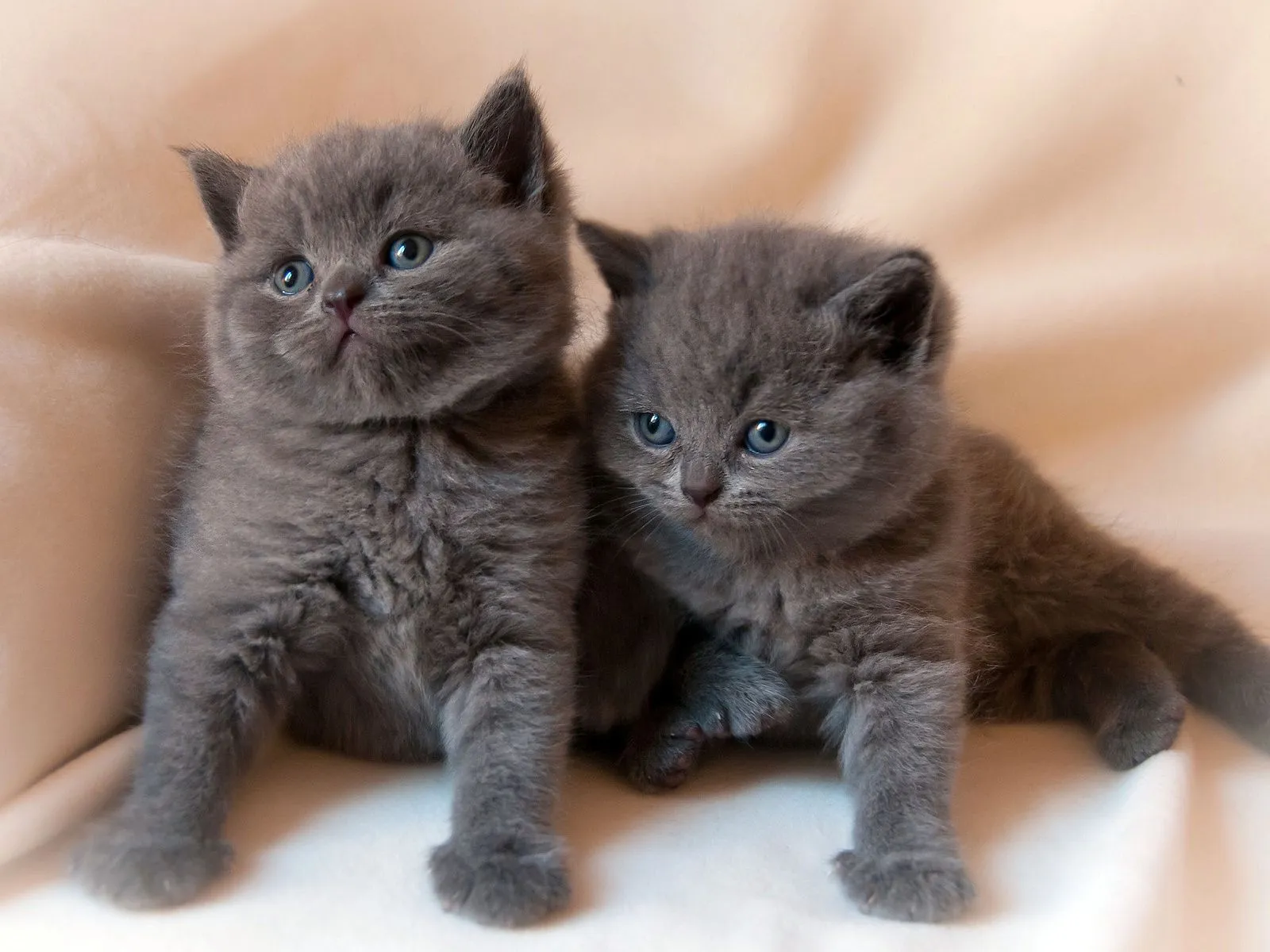 Fotos de lindos gatitos color gris ~ Mejores Fotos del Mundo ...