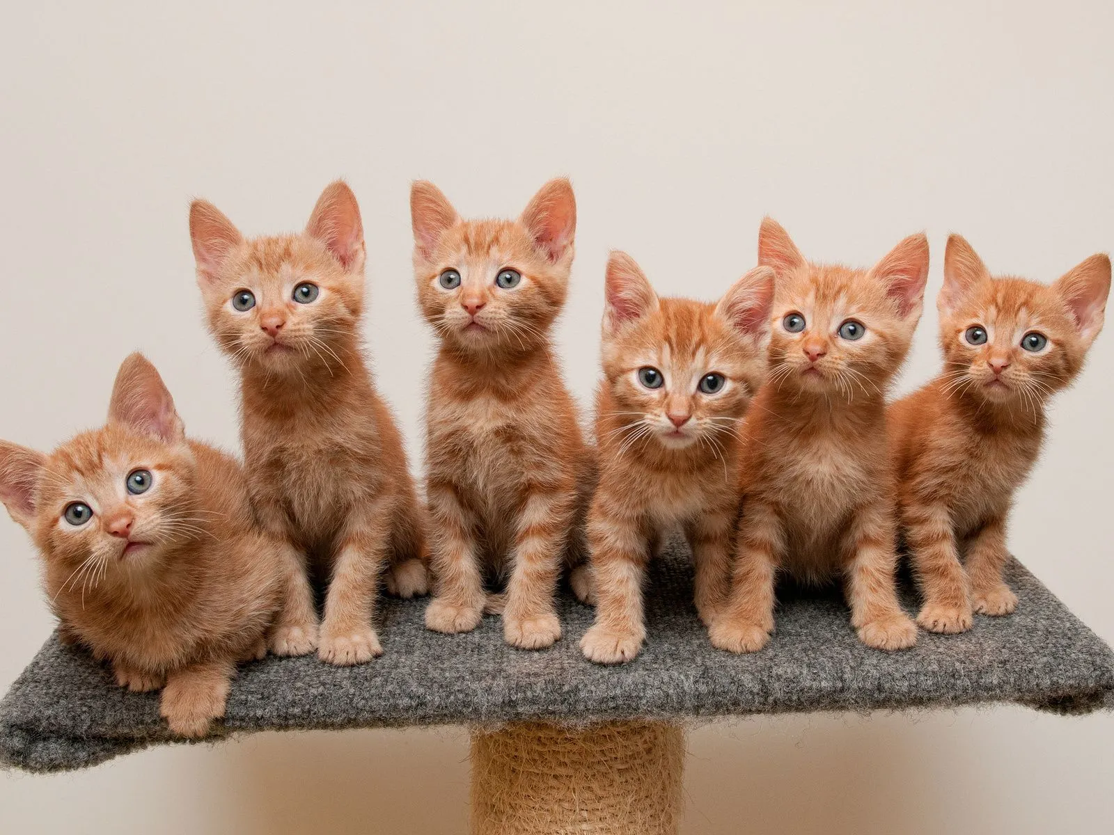 Fotos de lindos gatitos para facebook ~ Mejores Fotos del Mundo ...
