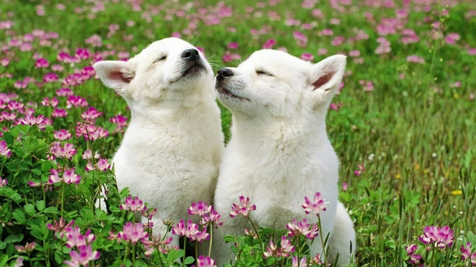 Fotos de lindos perritos blancos ~ Mejores Fotos del Mundo ... Fotos de lindos perritos blancos ~ Mejores Fotos del Mundo ...