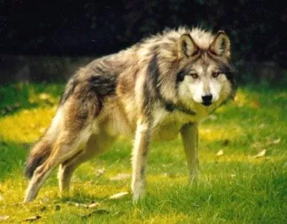 Fotos de Lobos (Canis lupus) - Mamífero del orden de los carnívoros