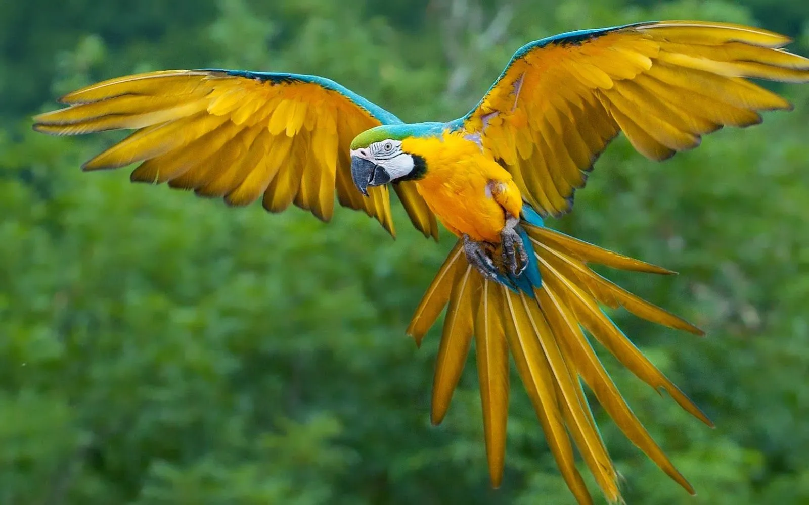 Fotos de loro volando ~ Mejores Fotos del Mundo | Fotografías de ... Fotos de loro volando ~ Mejores Fotos del Mundo | Fotografías de ...