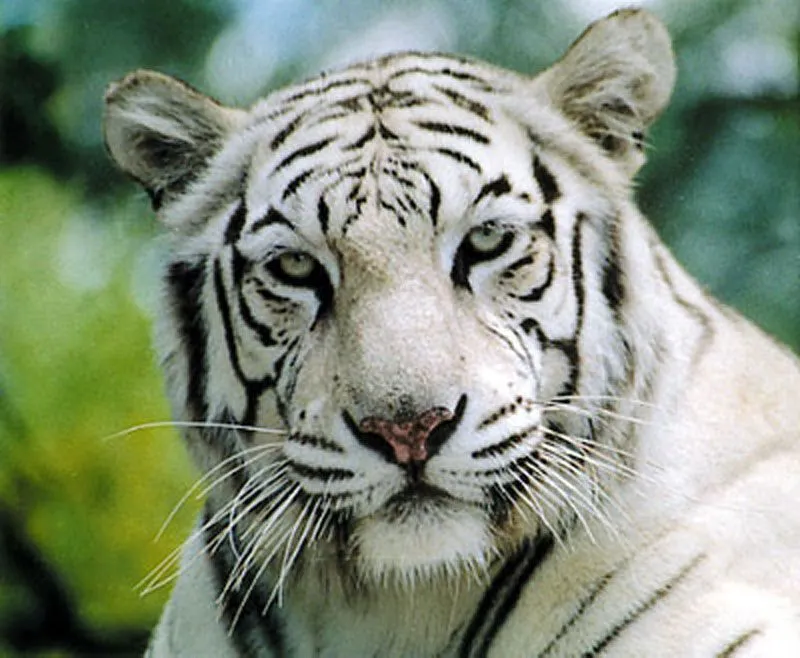 ... Felinos - Fotos de Felidos - Tigre Blanco, Pantera Negra, León Blanco ... Felinos - Fotos de Felidos - Tigre Blanco, Pantera Negra, León Blanco