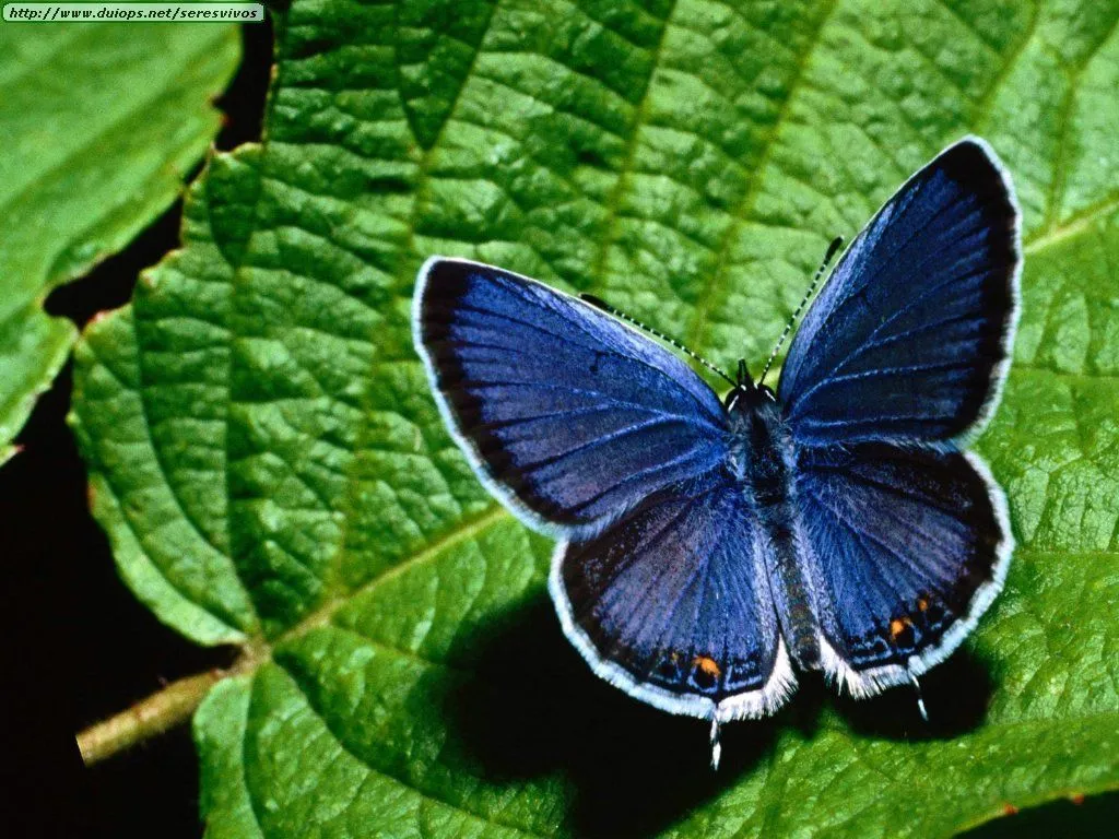 Fotos de mariposas (