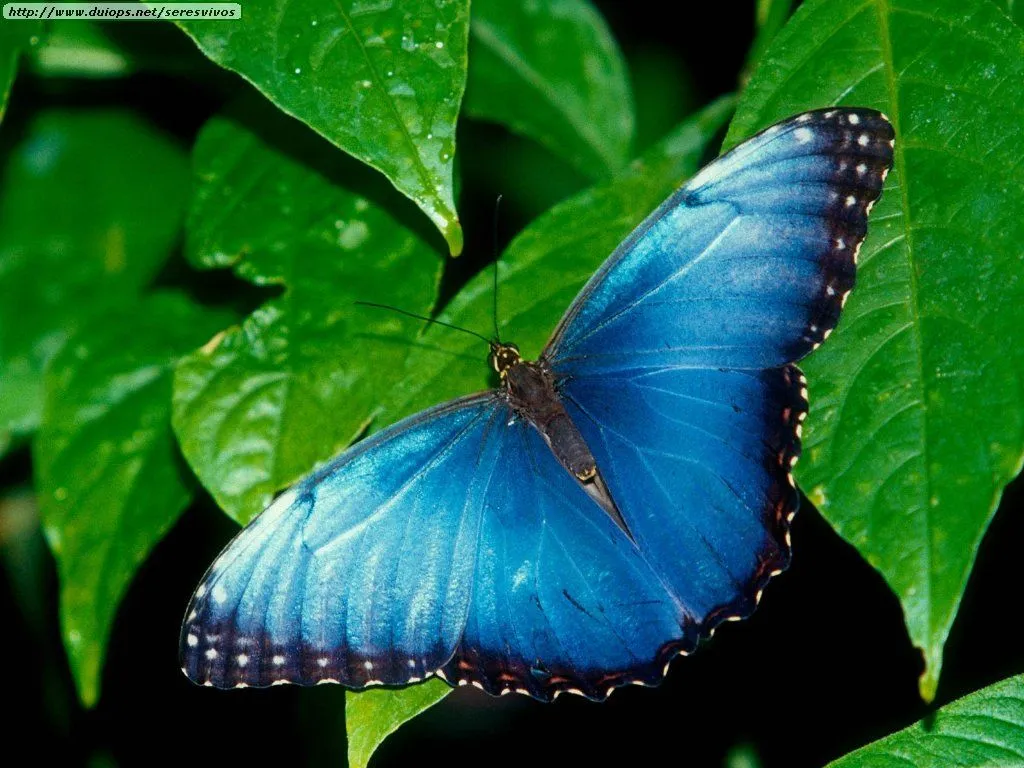 Fotos de mariposas (