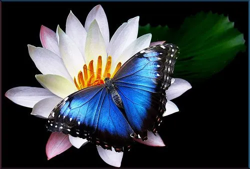 Mariposa-azul-en-flor.jpg
