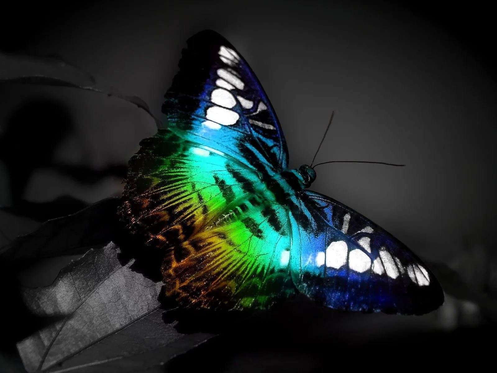 Hermosas Mariposas en la Naturaleza | Fotos e Imágenes en FOTOBLOG X Hermosas Mariposas en la Naturaleza | Fotos e Imágenes en FOTOBLOG X