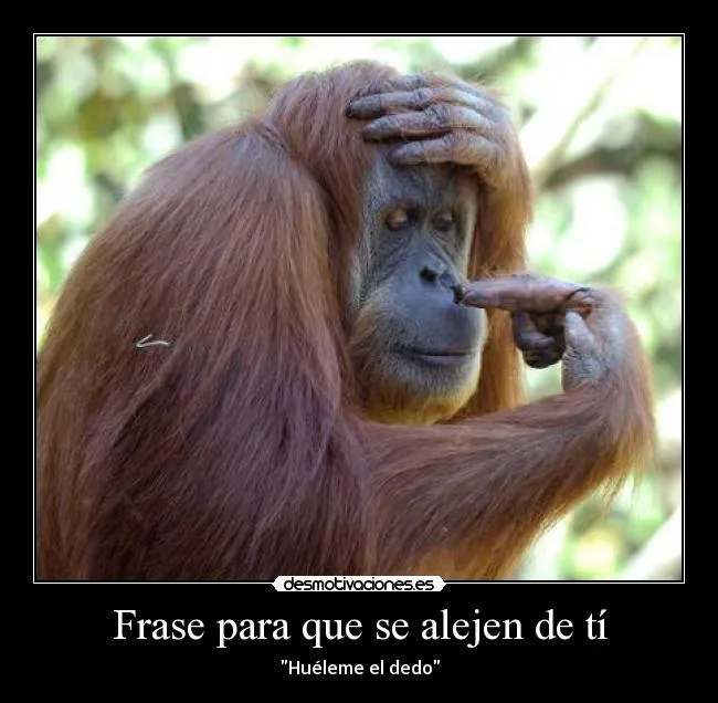 Fotos de monos con frases graciosas - Imagui