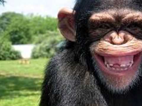 Fotos de simios graciosos - Imagui