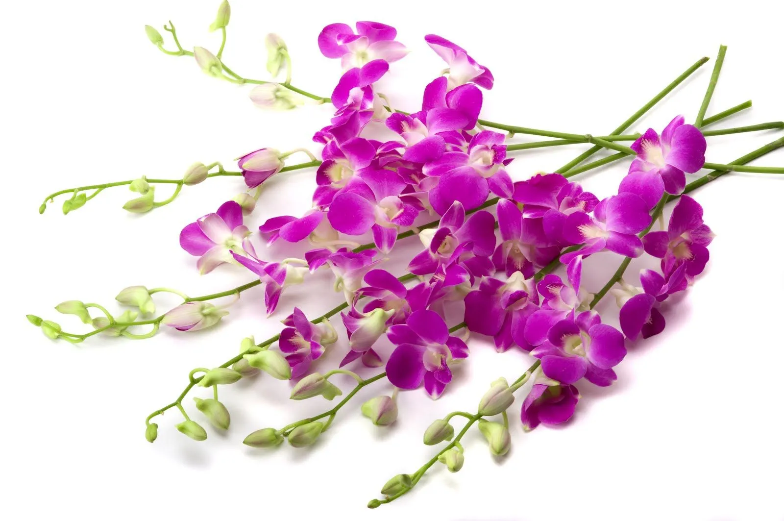 5 fotos de orquídeas de colores en alta resolución gratis | Banco ... 5 fotos de orquídeas de colores en alta resolución gratis | Banco ...