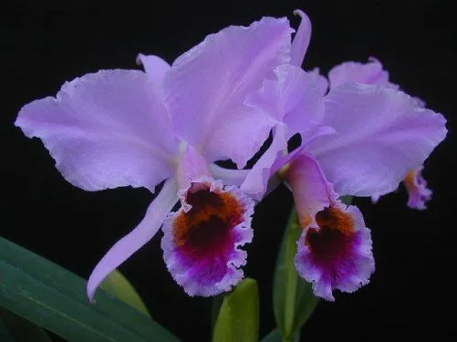 Imagenes de orquideas moradas - Imagui