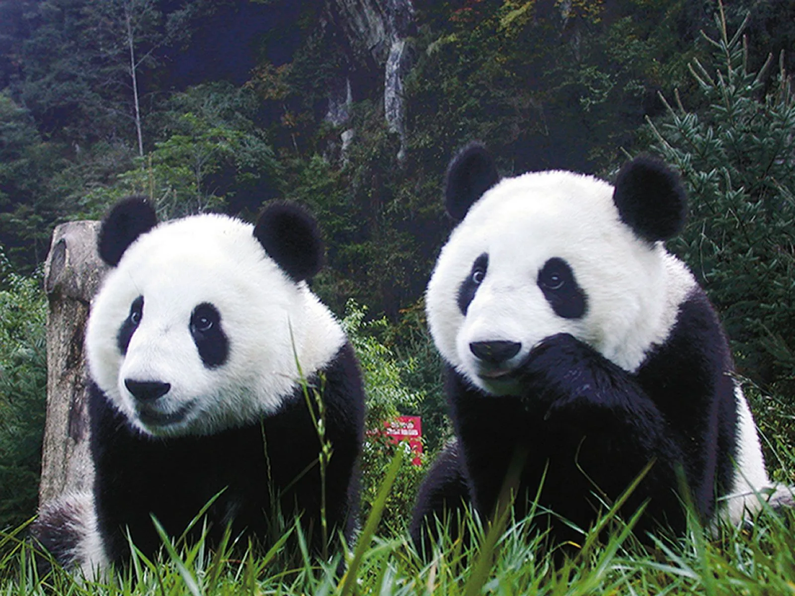 fotos de oso panda