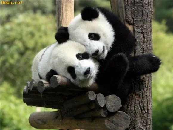 Fotos osos pandas bebés - Imagui