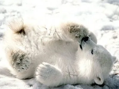 otra imagen tierna de un osito polar o blanco tirado panza arriba en ...