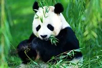 Fotos de osos panda :: Videos de humor, juegos gratis, chistes y fotos ...