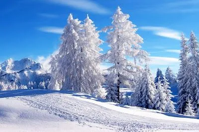 FOTOS DE PAISAJES NEVADOS: Los árboles blancos de nieve