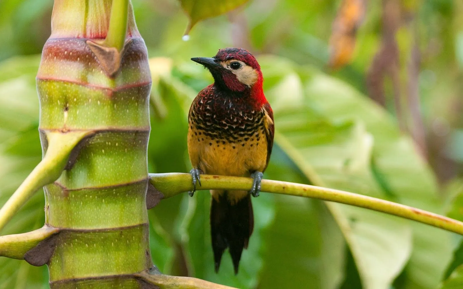 Fotos de pajaros | Fotos Bonitas de Amor | Imágenes Bonitas de Amor Fotos de pajaros | Fotos Bonitas de Amor | Imágenes Bonitas de Amor