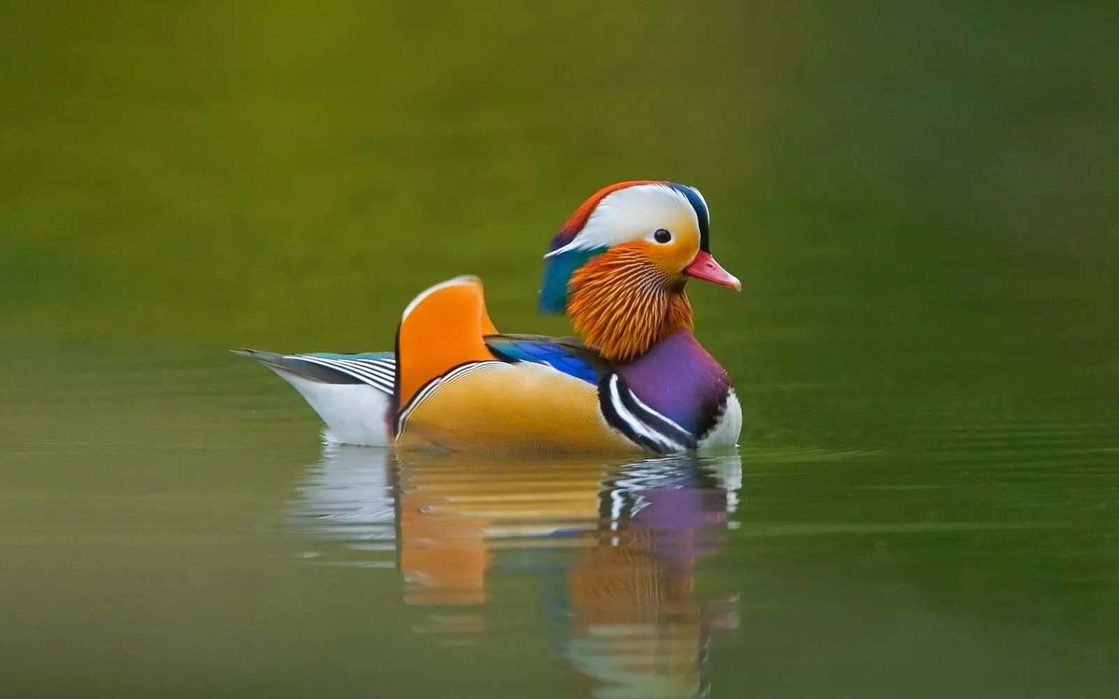 Fotos de pajaros | Fotos Bonitas de Amor | Imágenes Bonitas de Amor Fotos de pajaros | Fotos Bonitas de Amor | Imágenes Bonitas de Amor