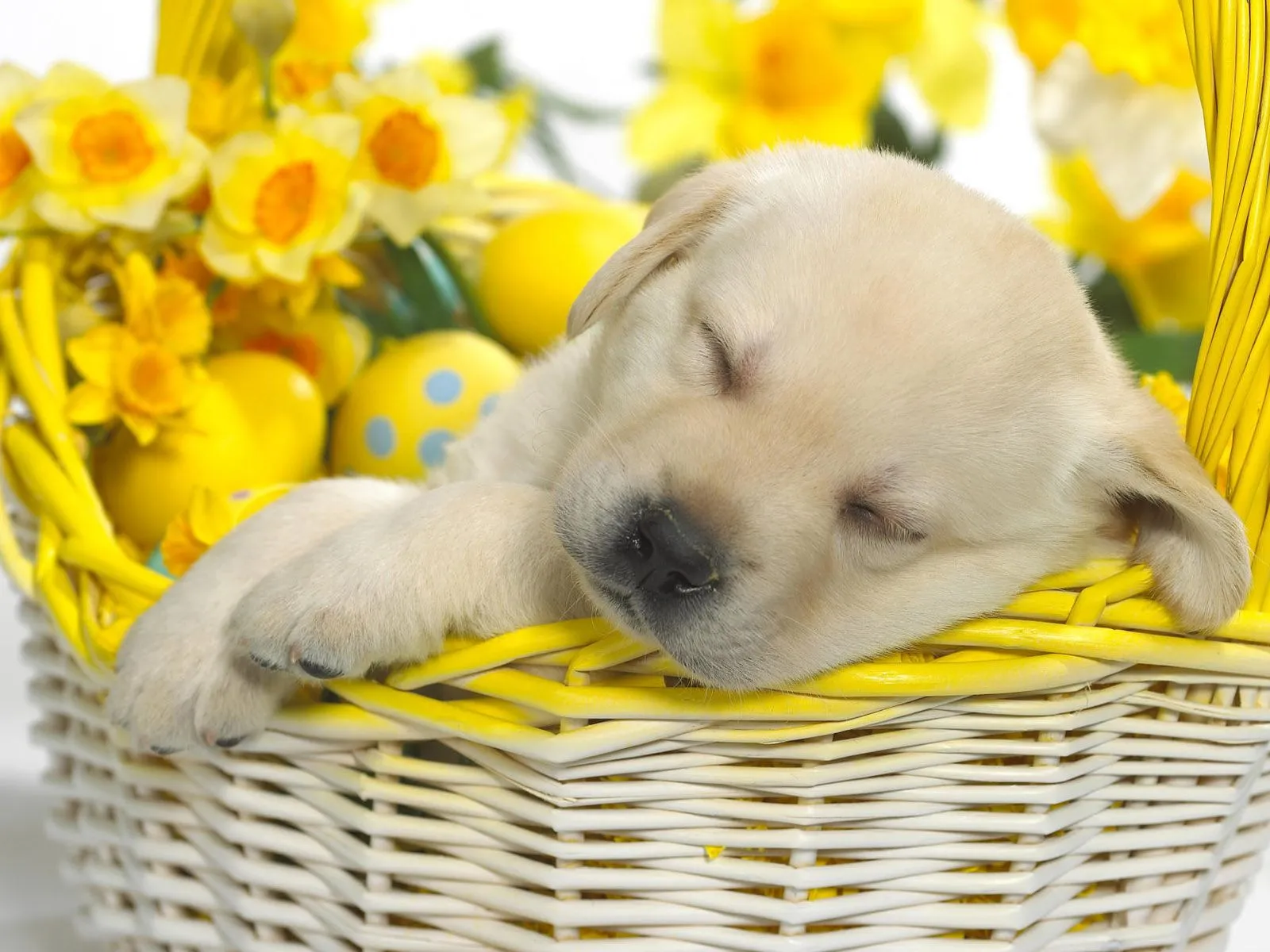 Fotos de perrito durmiendo para facebook ~ Mejores Fotos del Mundo ...