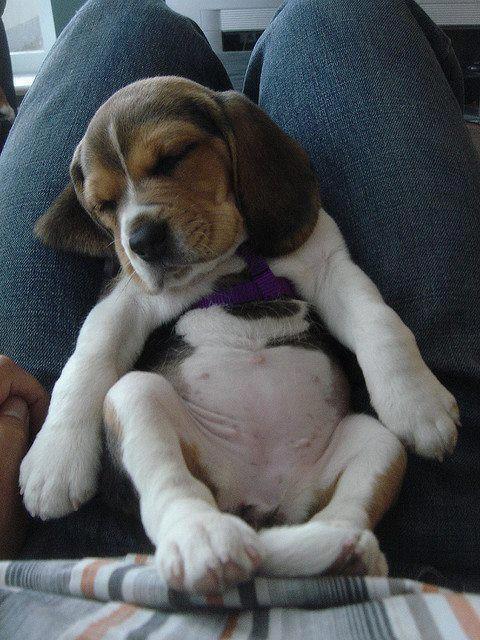 Perro beagle bebé - Imagui