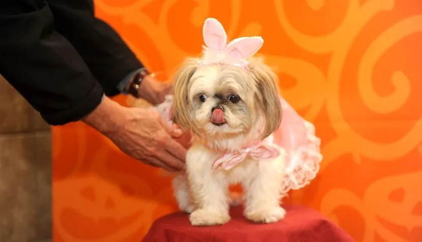 FOTOS: perros disfrazados para Halloween desfilaron en Estados ... FOTOS: perros disfrazados para Halloween desfilaron en Estados ...