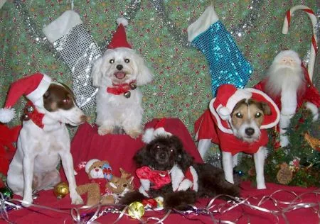 Fotos perros disfrazados por navidad | Fotos,vídeos, noticias del ...