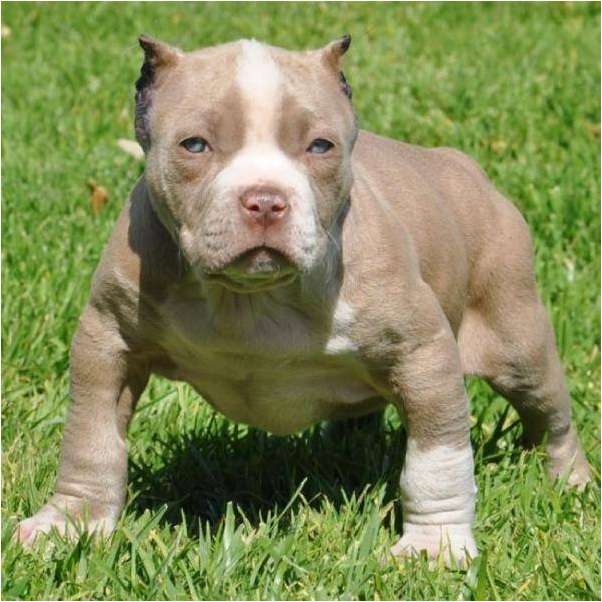 Pitbull perros bebés gris - Imagui