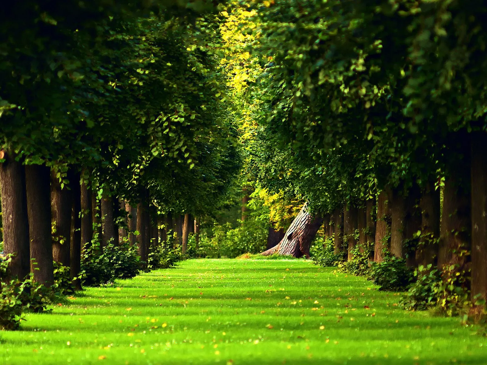 fotos de prado de arboles para facebook ~ Mejores Fotos del Mundo ... fotos de prado de arboles para facebook ~ Mejores Fotos del Mundo ...