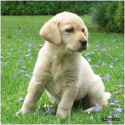 Fotos De Razas de Perros | Fotos de Las Razas de Perros más Conocidas Fotos De Razas de Perros | Fotos de Las Razas de Perros más Conocidas