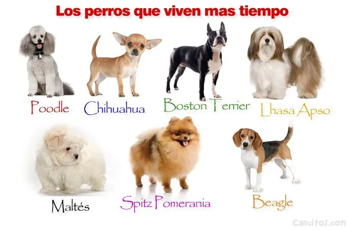 Fotos de razas de perros con sus nombres - Imagui