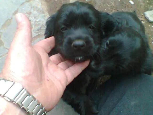 Fotos de Regalo lindos perritos negros muy simpaticos en Iquique ...