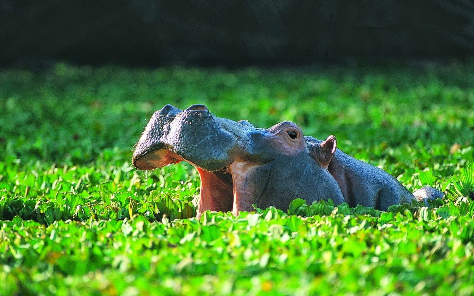 Fotos de rinocerontes y bufalo | Fotos Bonitas de Amor | Imágenes ...