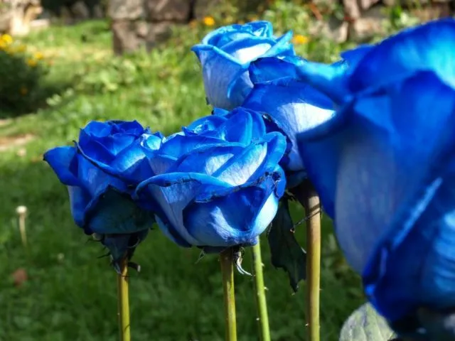 Imagenes de rosas azules para descargar - Imagui