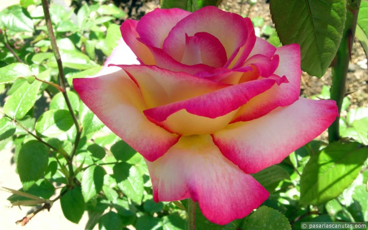 Fotos de rosas para fondos de pantalla de portátiles 1280x800