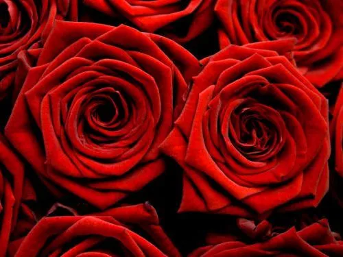 Fotos de rosas rojas hermosas - Imagui