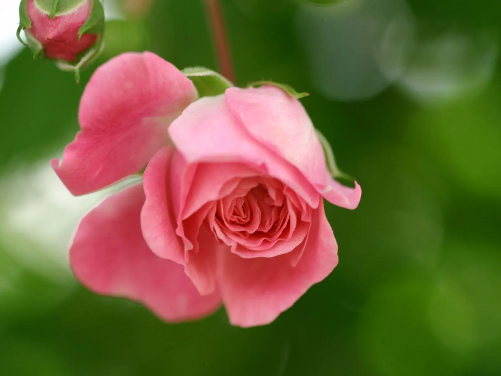 Fotos de rosas rosada ~ Mejores Fotos del Mundo | Fotografías de ...