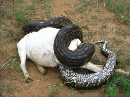 Fotos de Serpientes Constrictor (Tragavenado) consumiendo animales ...