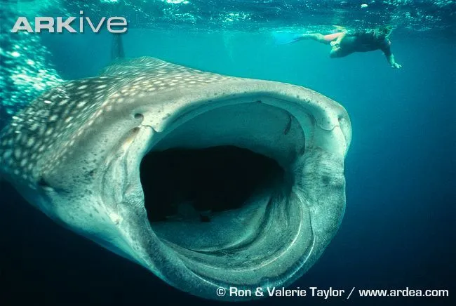 Fotos tiburones gigantes » TIBURONPEDIA