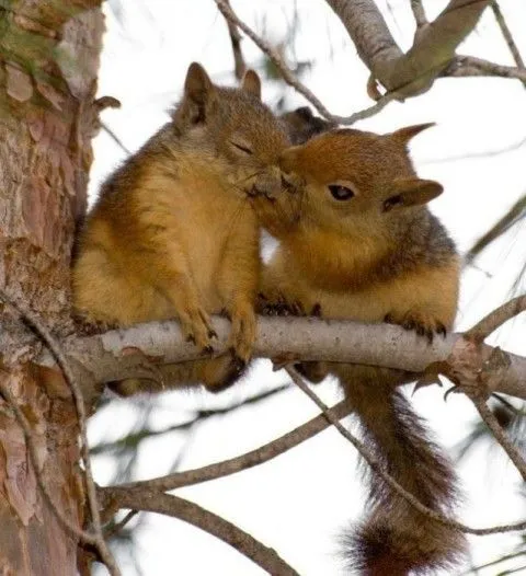 Fotos muy tiernas de animales: Imagenes Tiernas | Fotos Tiernas | Amor Fotos muy tiernas de animales: Imagenes Tiernas | Fotos Tiernas | Amor