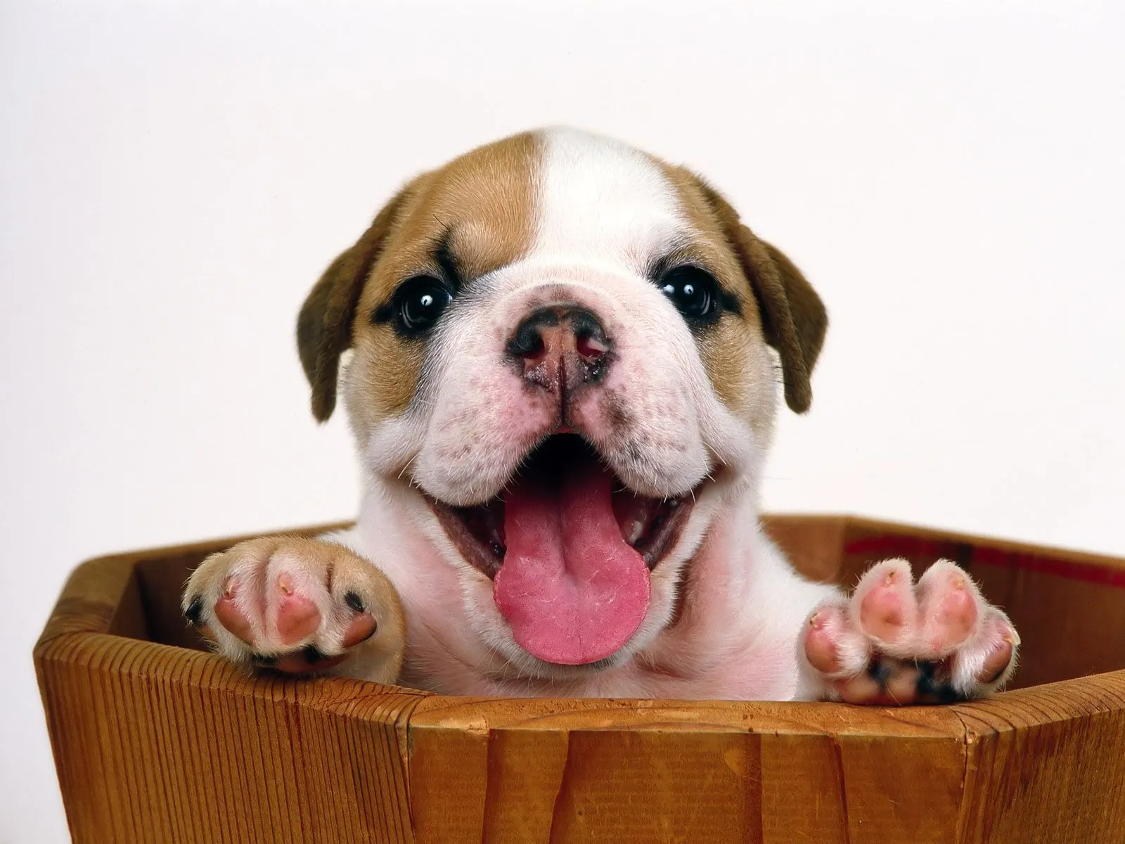 Fotos tiernas e Imagenes de perros cachorritos en HD - descargar ... Fotos tiernas e Imagenes de perros cachorritos en HD - descargar ...