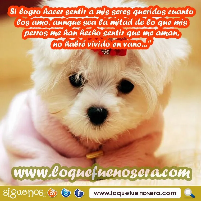 Fotos tiernas de perritos con mensajes - Imagui Fotos tiernas de perritos con mensajes - Imagui