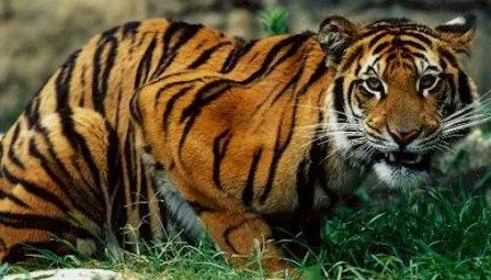 Cuestionario sobre los tigres » TIGREPEDIA