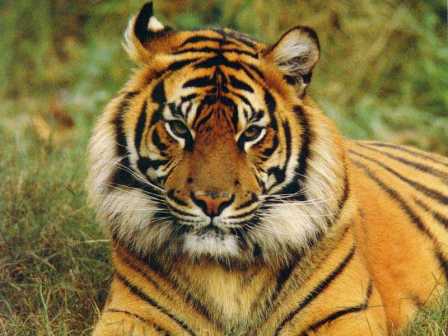 Fotos de cara de tigre - Imagui
