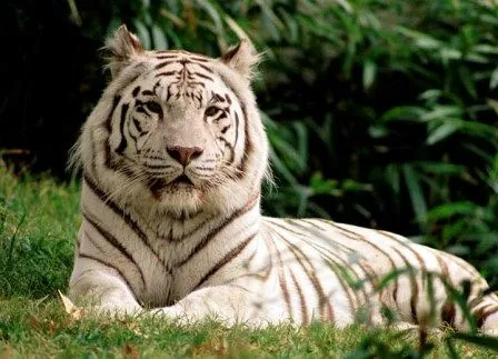Fotos de tigres de bengala » TIGREPEDIA