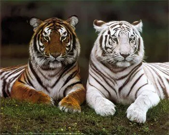 Fotos de tigres blancos, pureza y fiereza | SobreFotos Fotos de tigres blancos, pureza y fiereza | SobreFotos