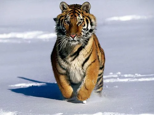 Tigre siberiano » TIGREPEDIA