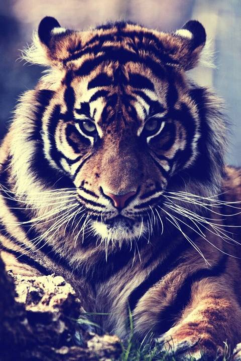 fotos de tigres | Tumblr